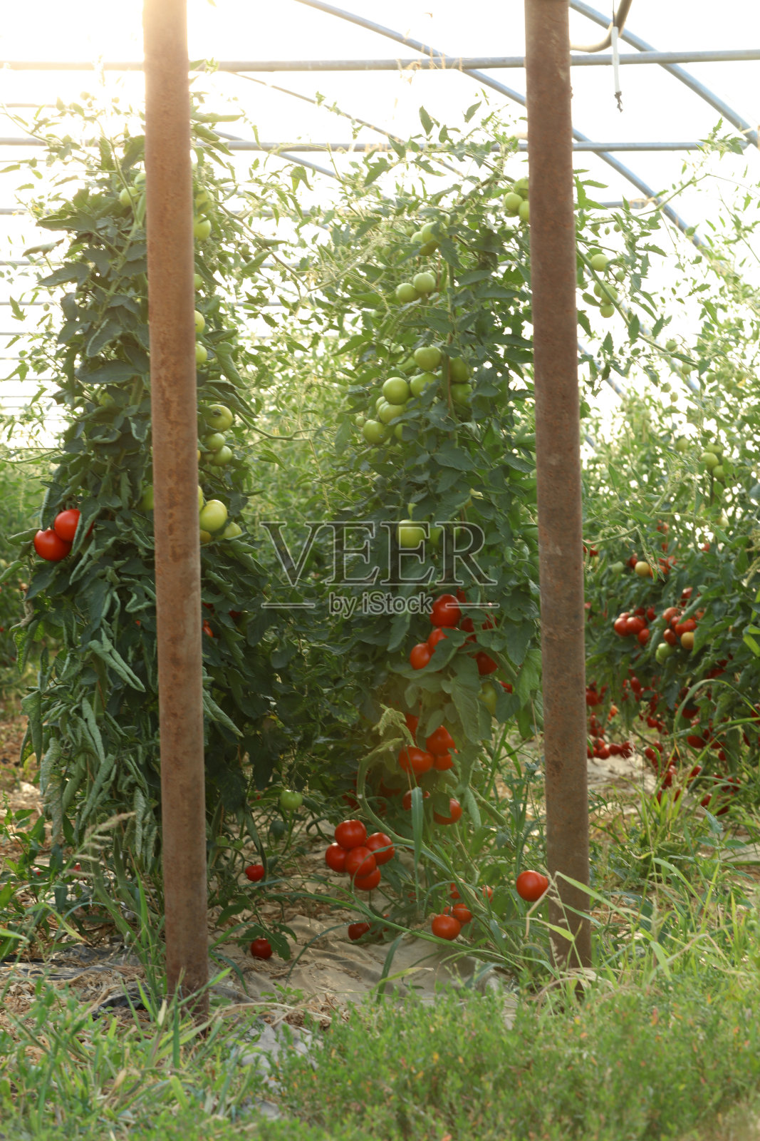 西红柿照片摄影图片