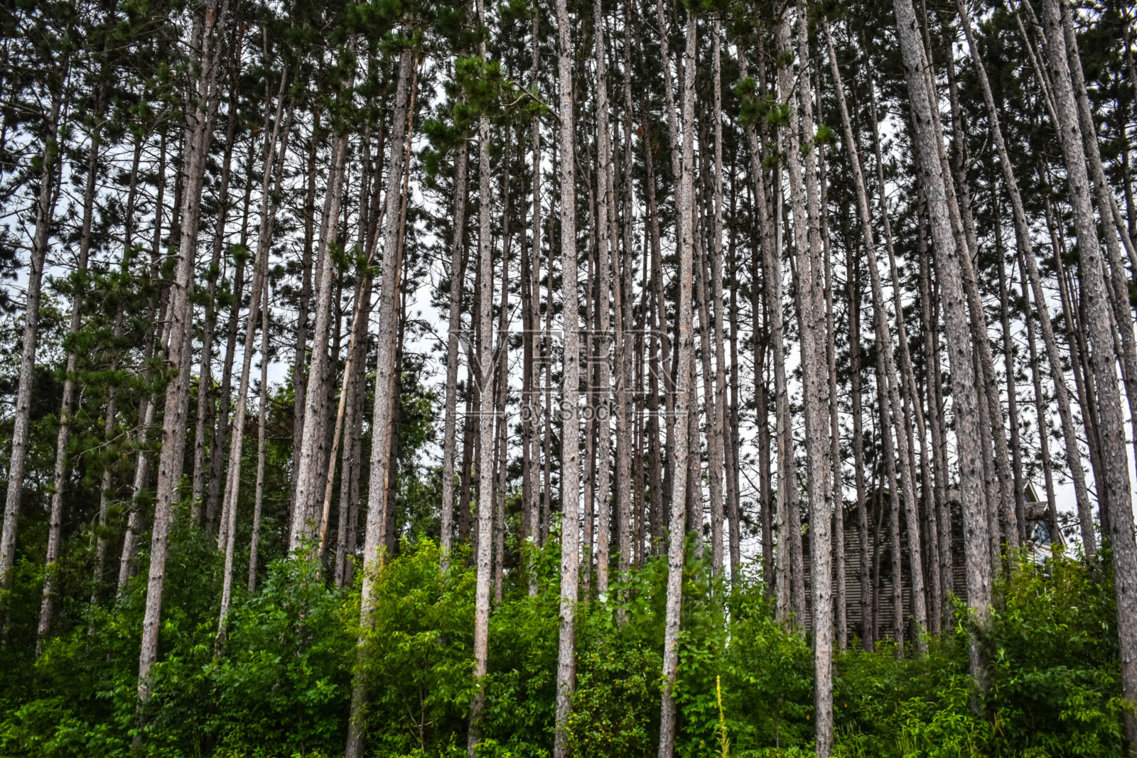 松树林地景观照片摄影图片