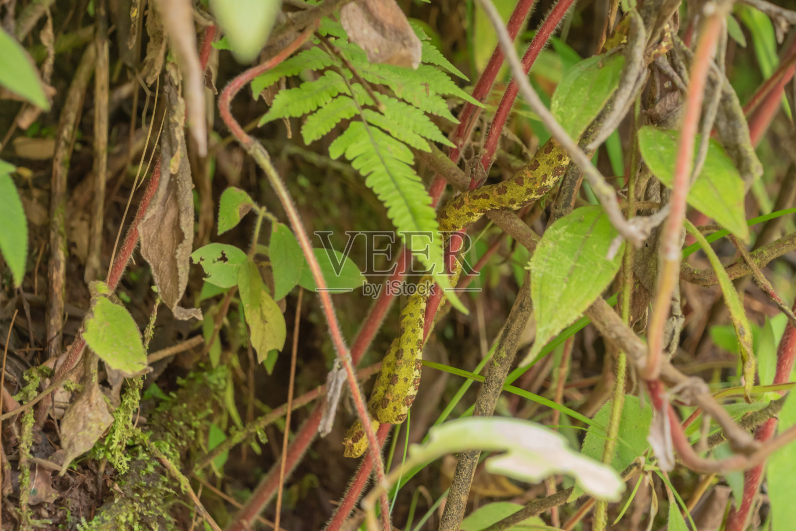 一条蛇正在哥斯达黎加雨林的一棵树上休息。照片摄影图片