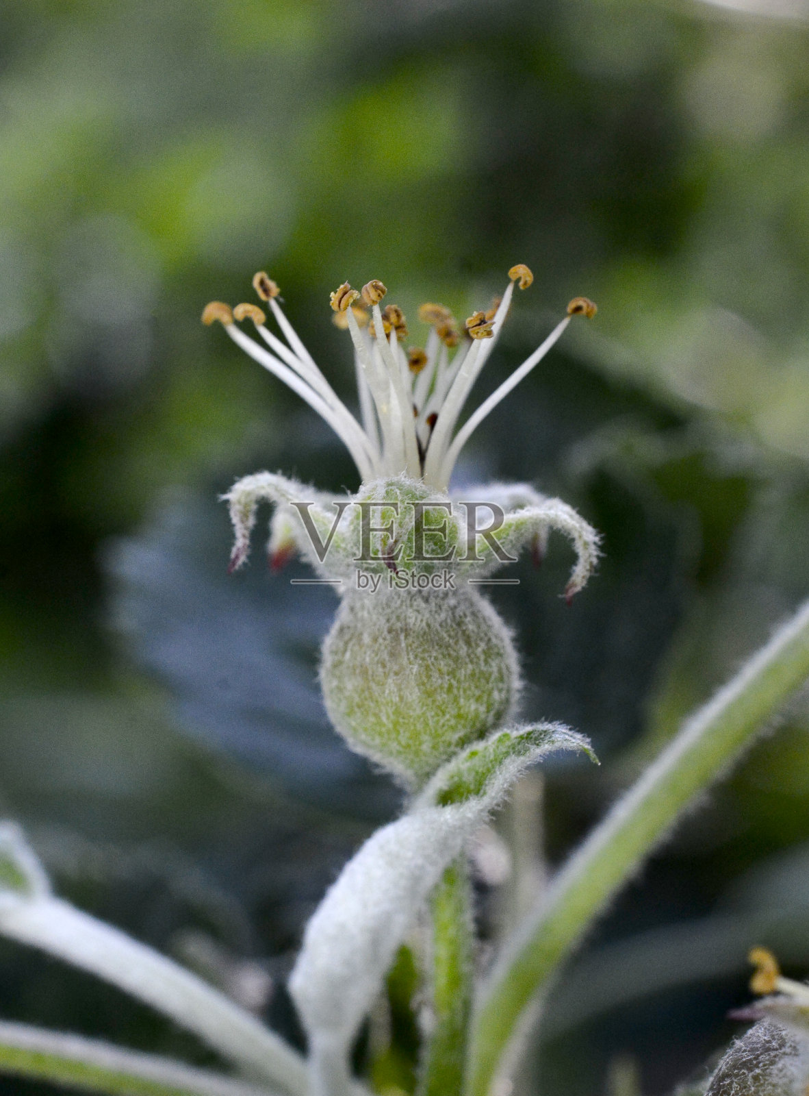 花园里开花后的苹果幼果。幼苹果芽原基。在幼果期的小苹果。坐果和绿叶。照片摄影图片