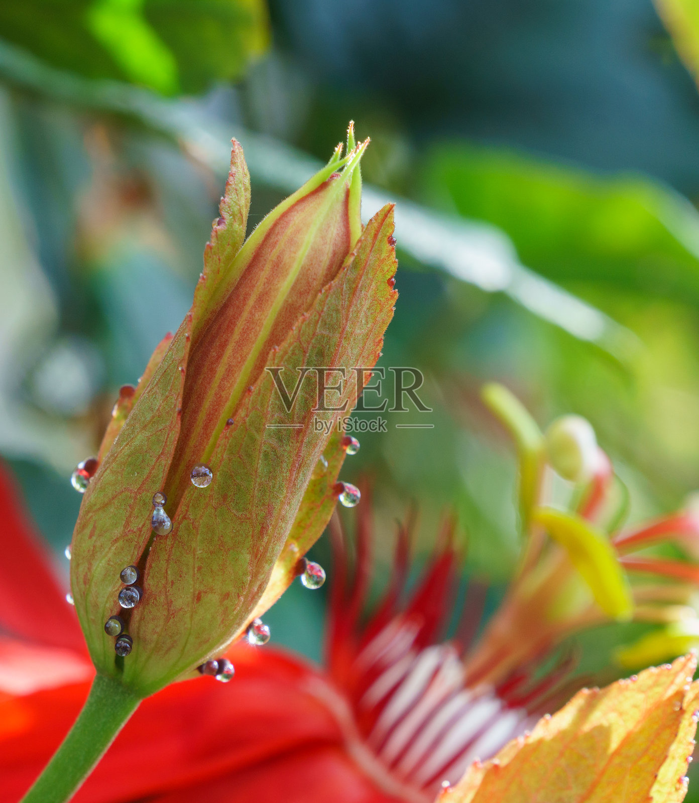 西番莲开满了露珠照片摄影图片