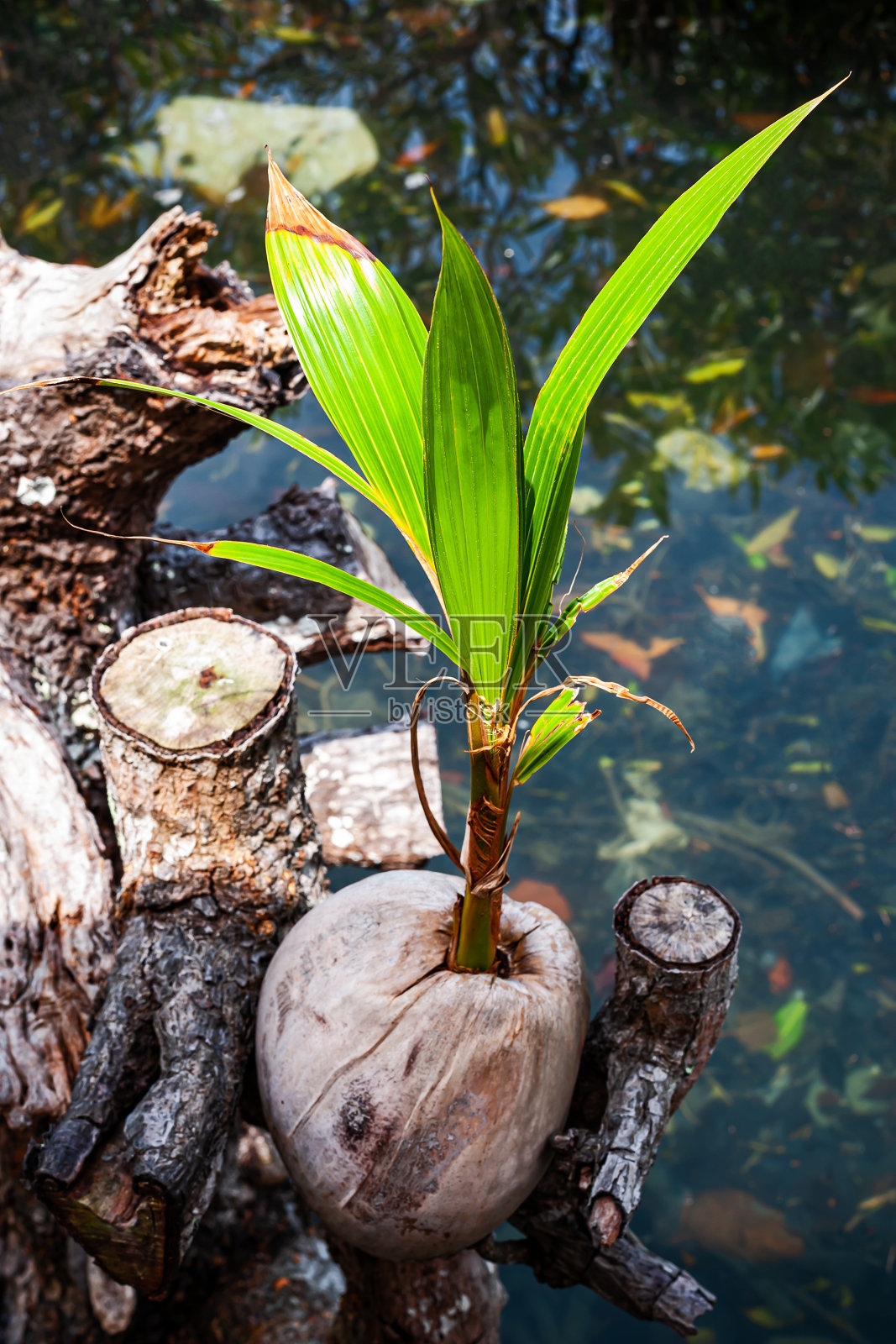一排排准备种植的椰苗照片摄影图片