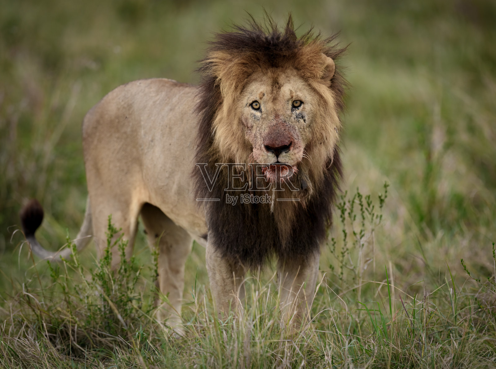 马赛马拉的一只雄狮照片摄影图片
