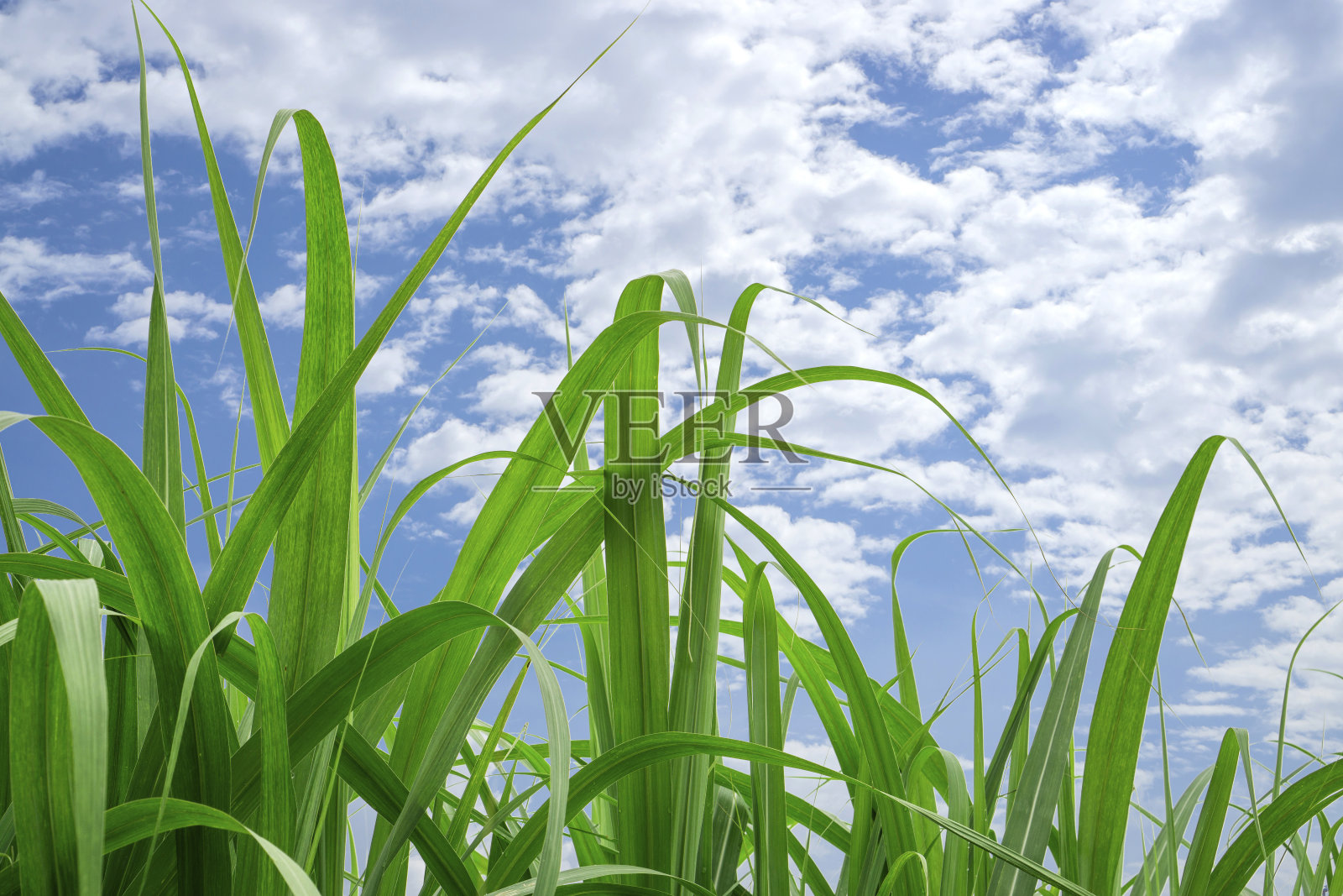 在白云和蓝天下，甘蔗的叶子呈新鲜的绿色照片摄影图片