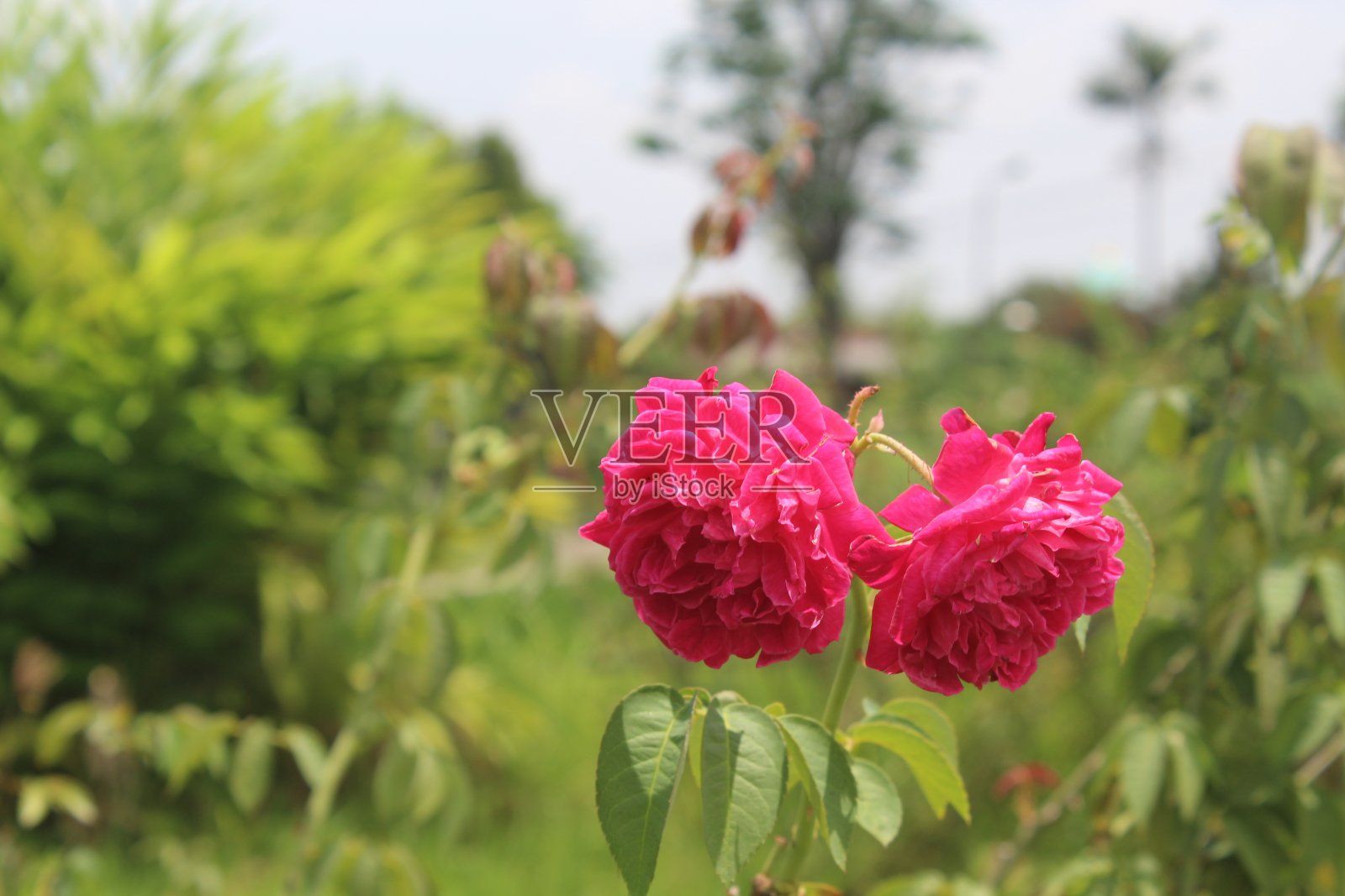 稻田附近有粉红色的玫瑰照片摄影图片