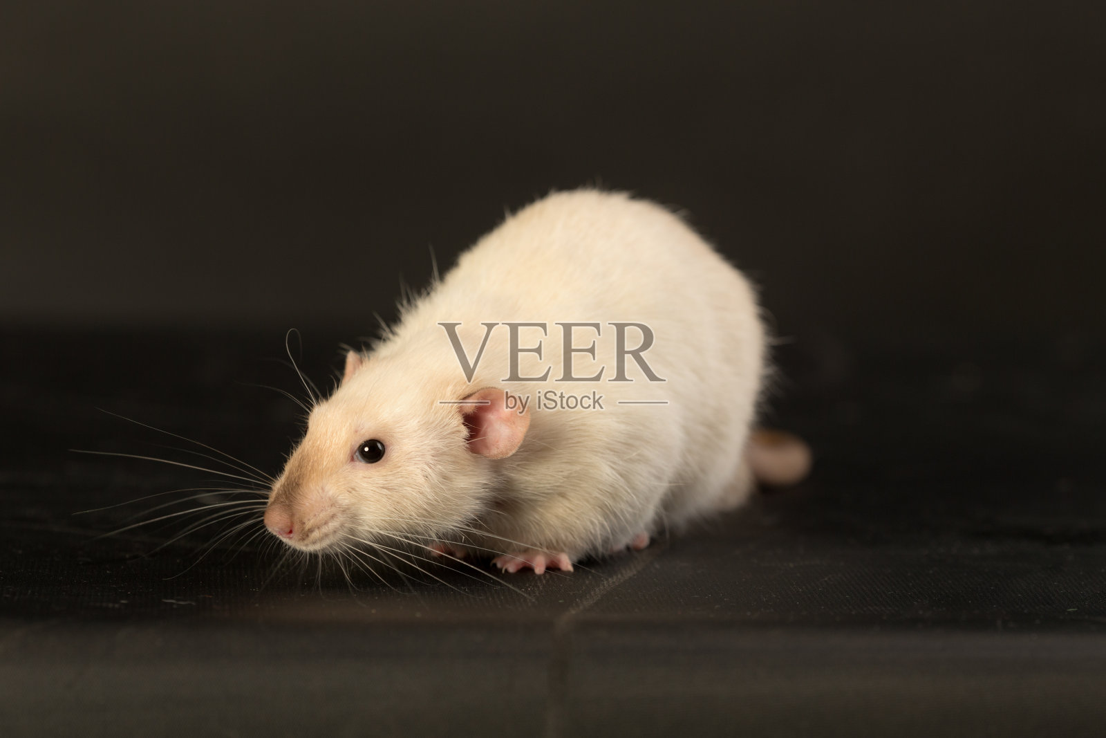 一只白老鼠的肖像照片摄影图片