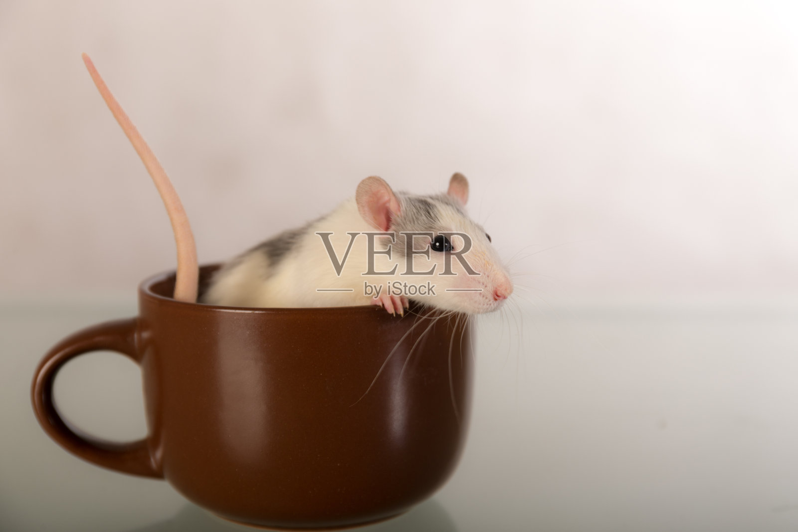 一只家鼠的肖像照片摄影图片