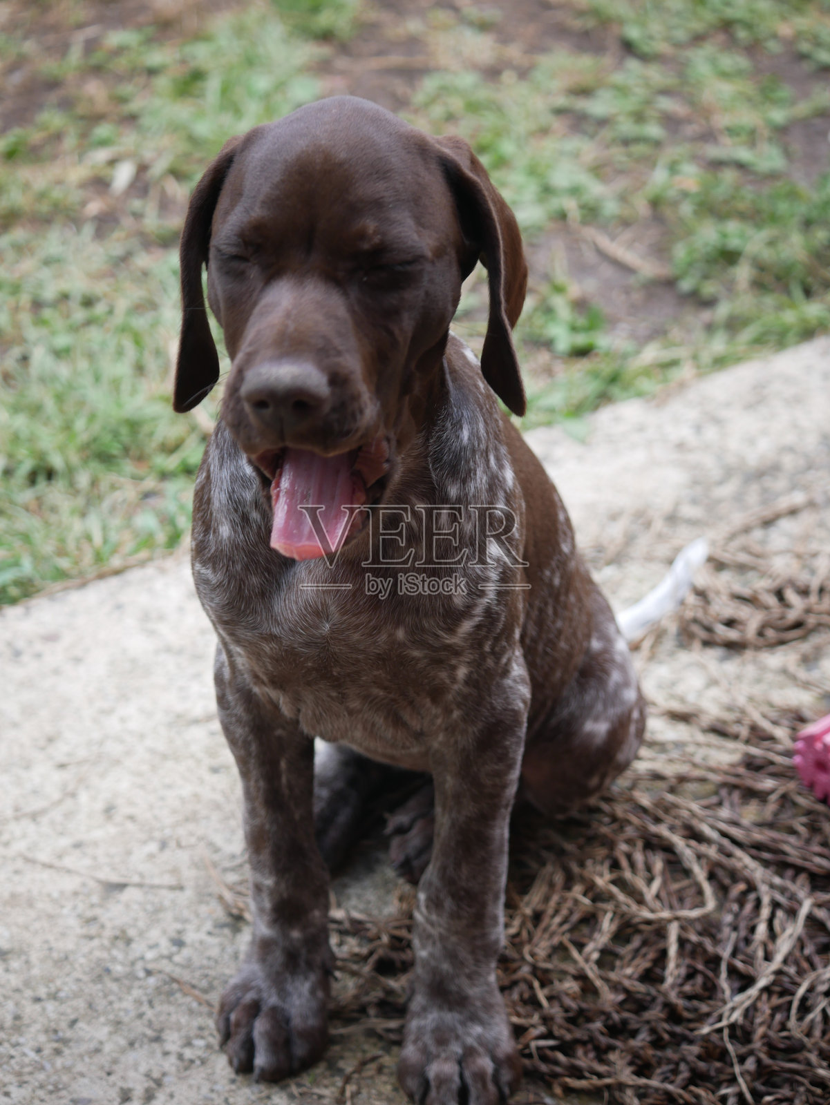 打呵欠的小狗指示犬照片摄影图片