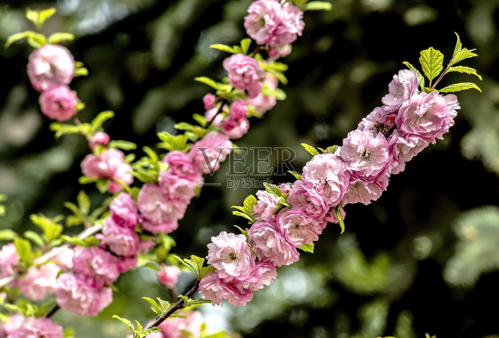 一枝樱花在城市的花园里盛开照片摄影图片