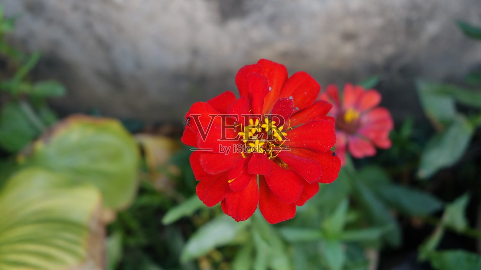 红色的花照片摄影图片