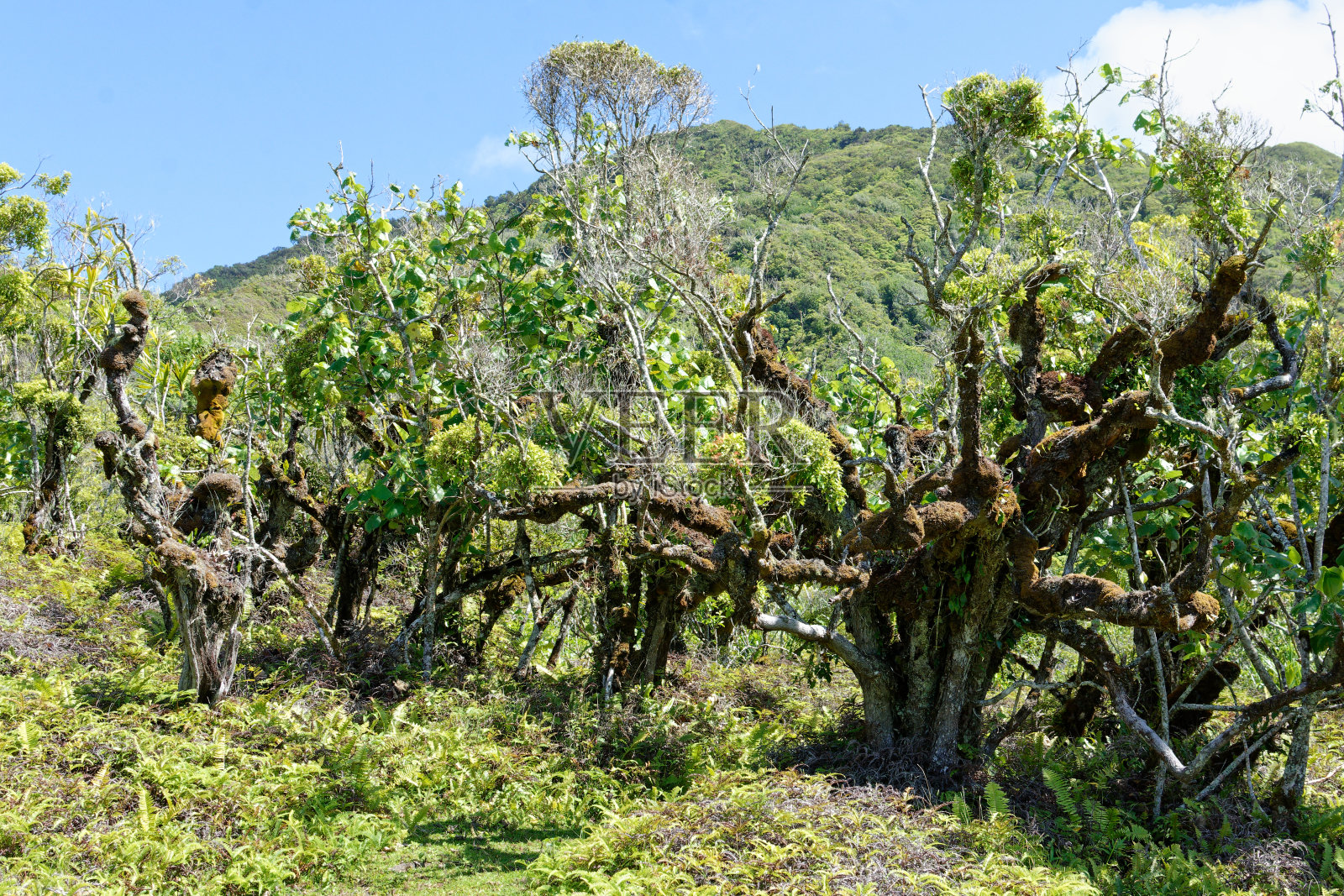 图vii高原的山地景观照片摄影图片
