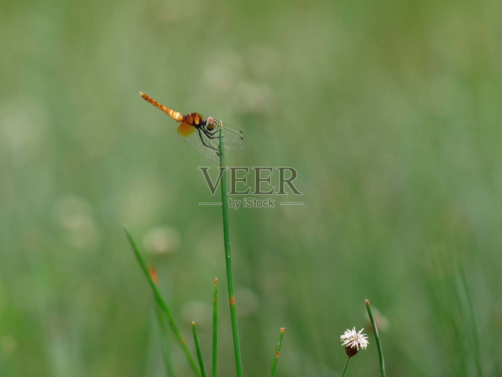 美丽的黄色蜻蜓栖息在草地上的雌蕊上照片摄影图片