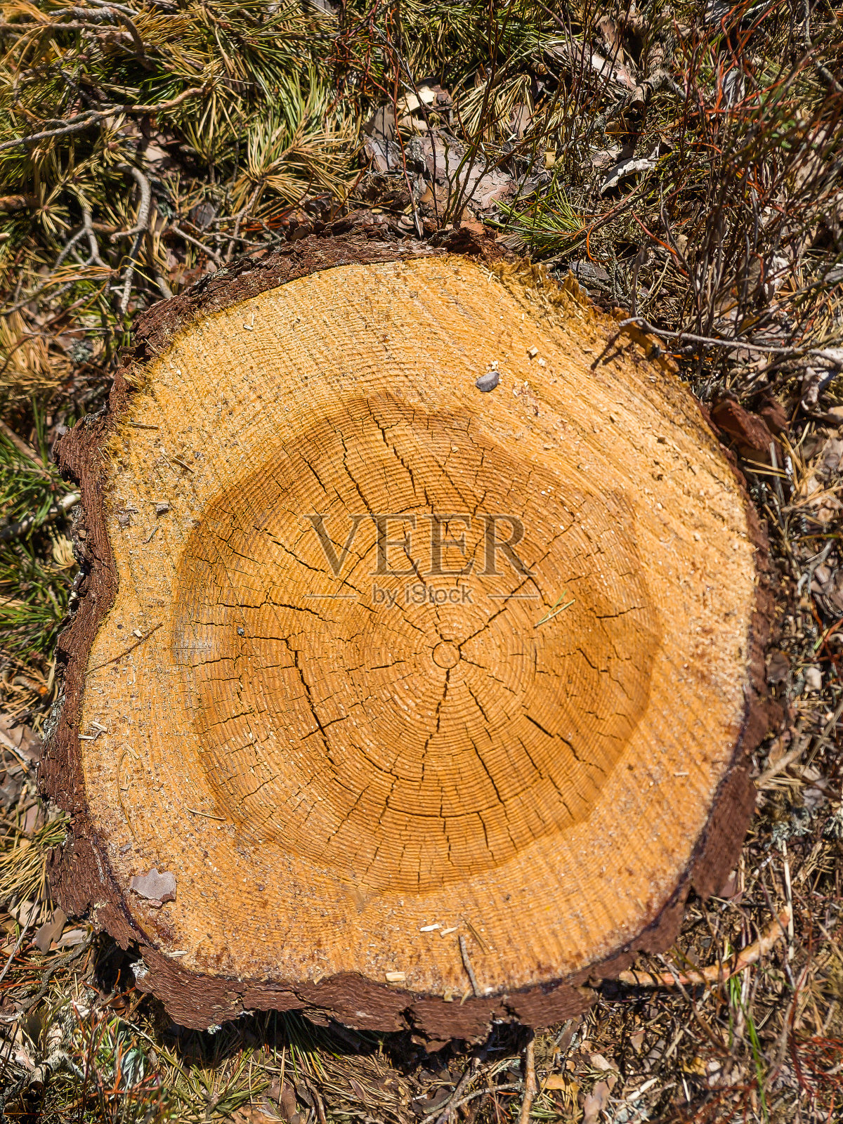 幼松树桩砍伐后仍保留。阳光明媚的春天。照片摄影图片