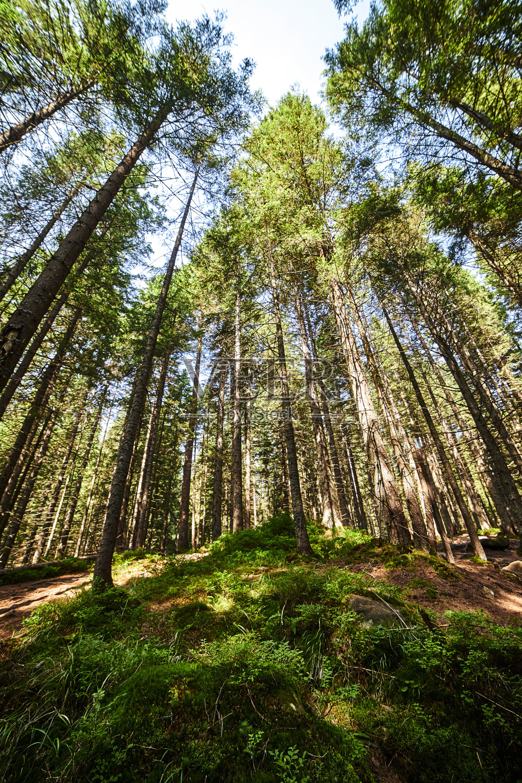 云杉森林被阳光透过雾照亮，一层苔藓和石头覆盖森林地面。喀尔巴阡山脉的自然残余云杉(云杉)森林。照片摄影图片