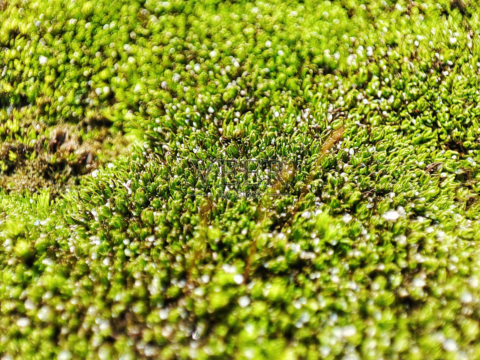 绿色的苔藓覆盖在石头上照片摄影图片