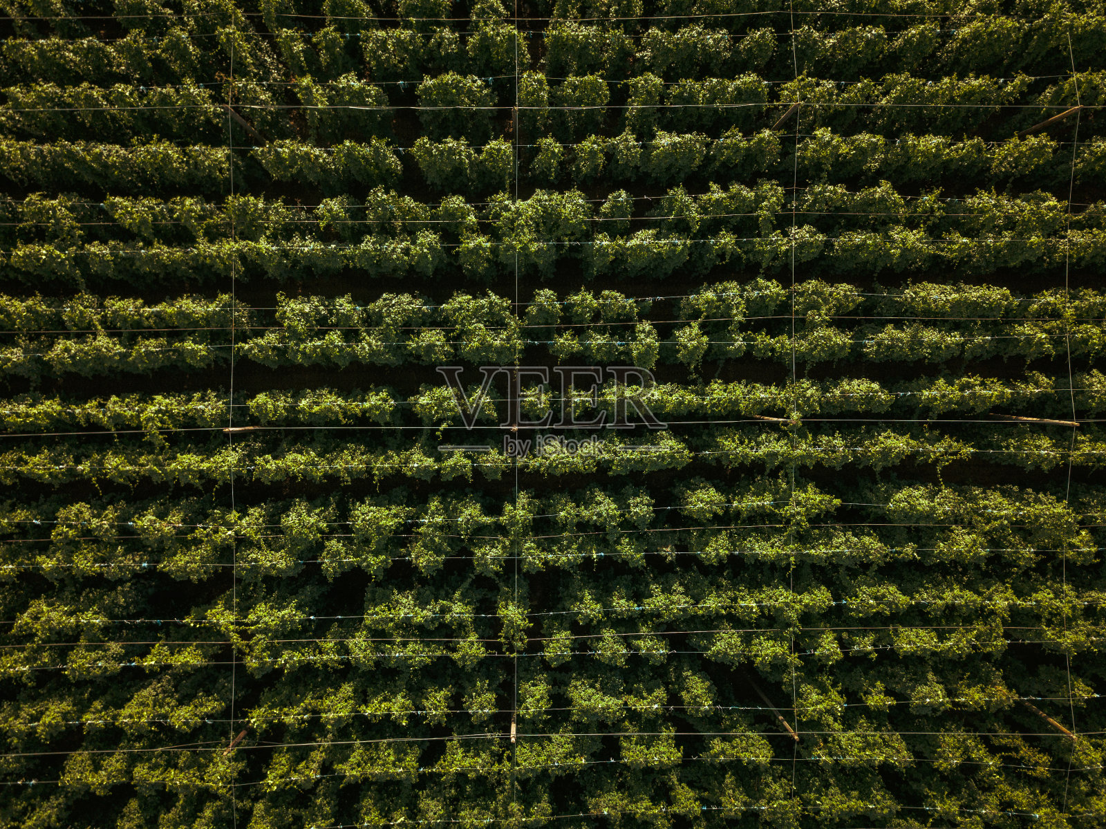 啤酒花在地里生长照片摄影图片