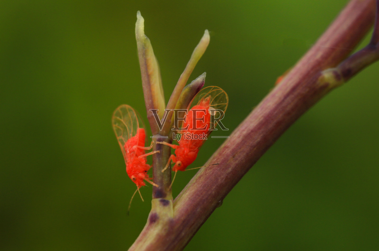 用微距摄影拍摄的小昆虫。照片摄影图片