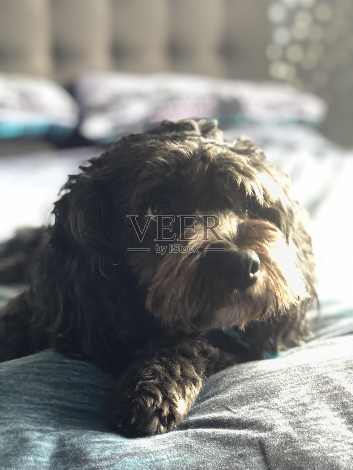 卡瓦波照片摄影图片