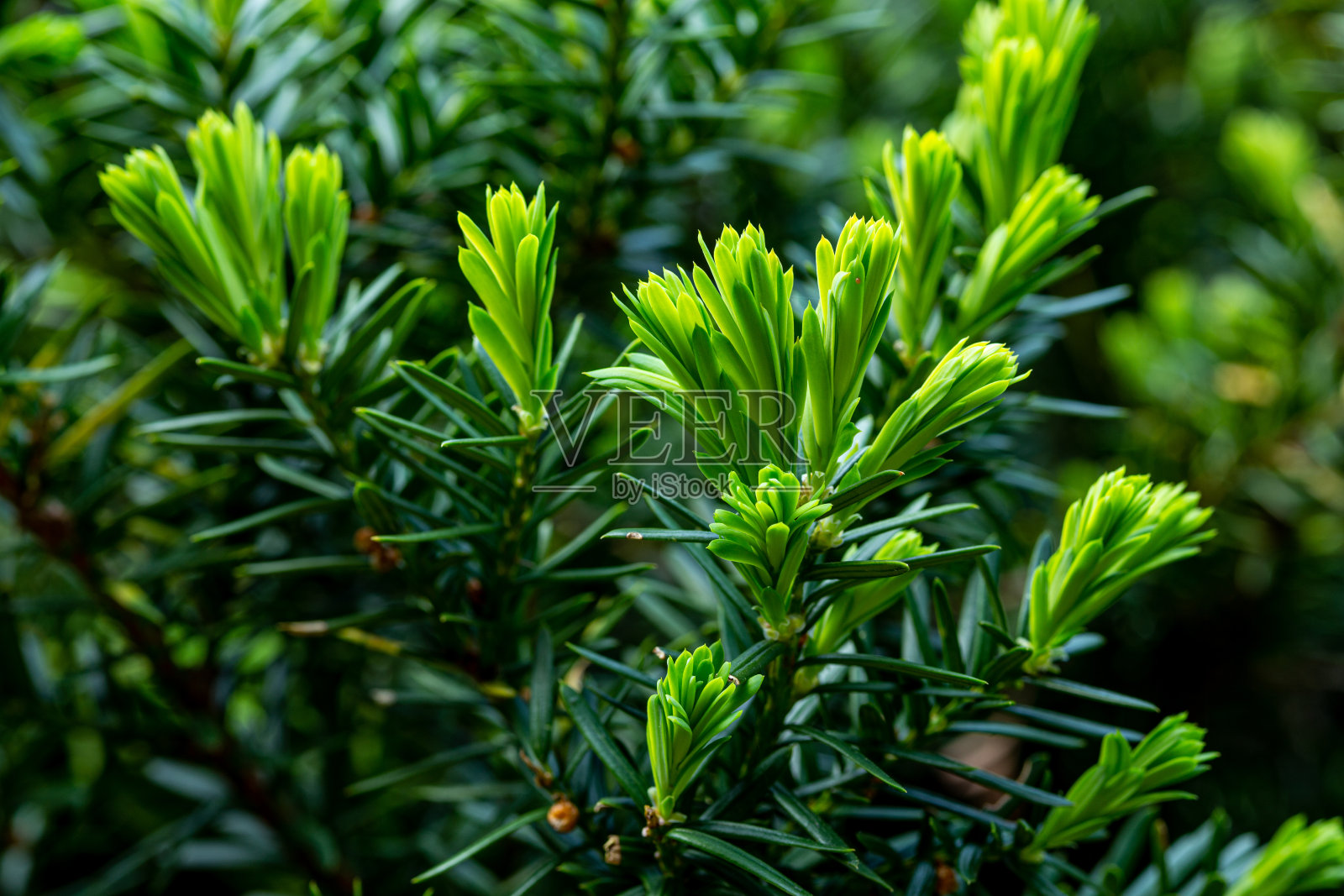 在初夏发芽的日本红豆杉的芽。照片摄影图片