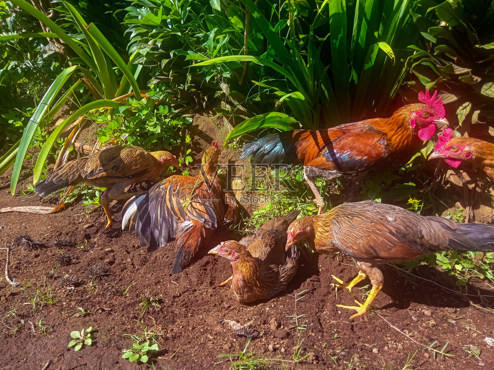 一群寻找食物的鸡照片摄影图片