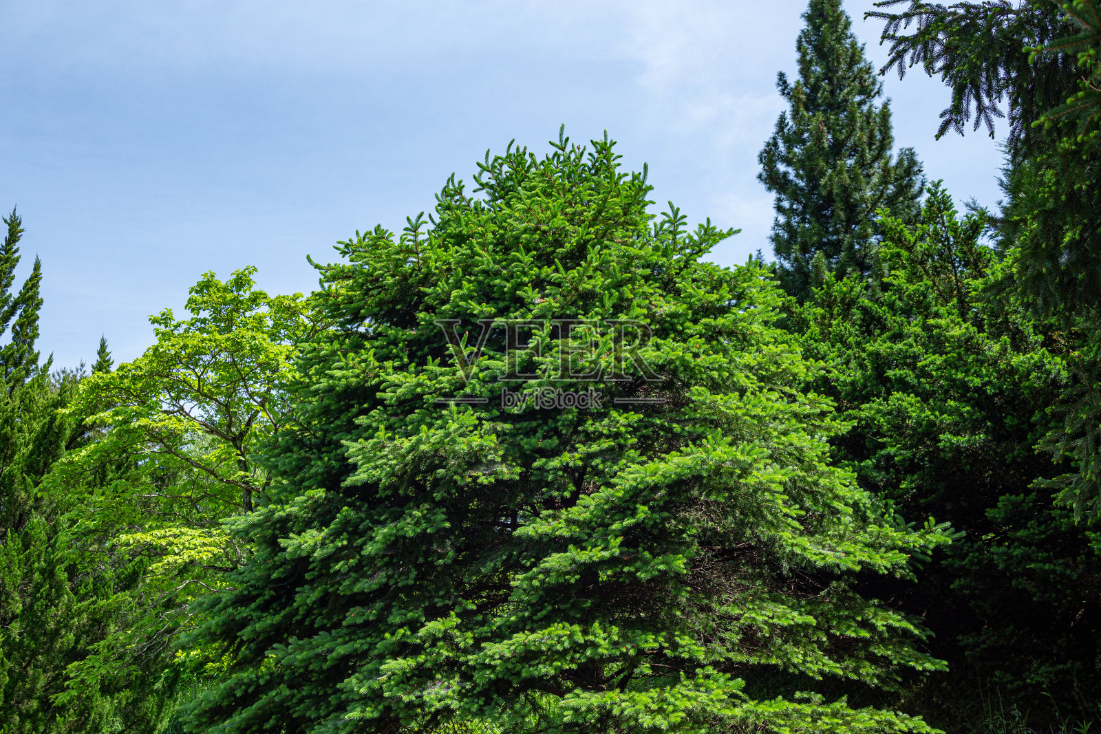 挪威云杉，春天有很多云杉。照片摄影图片