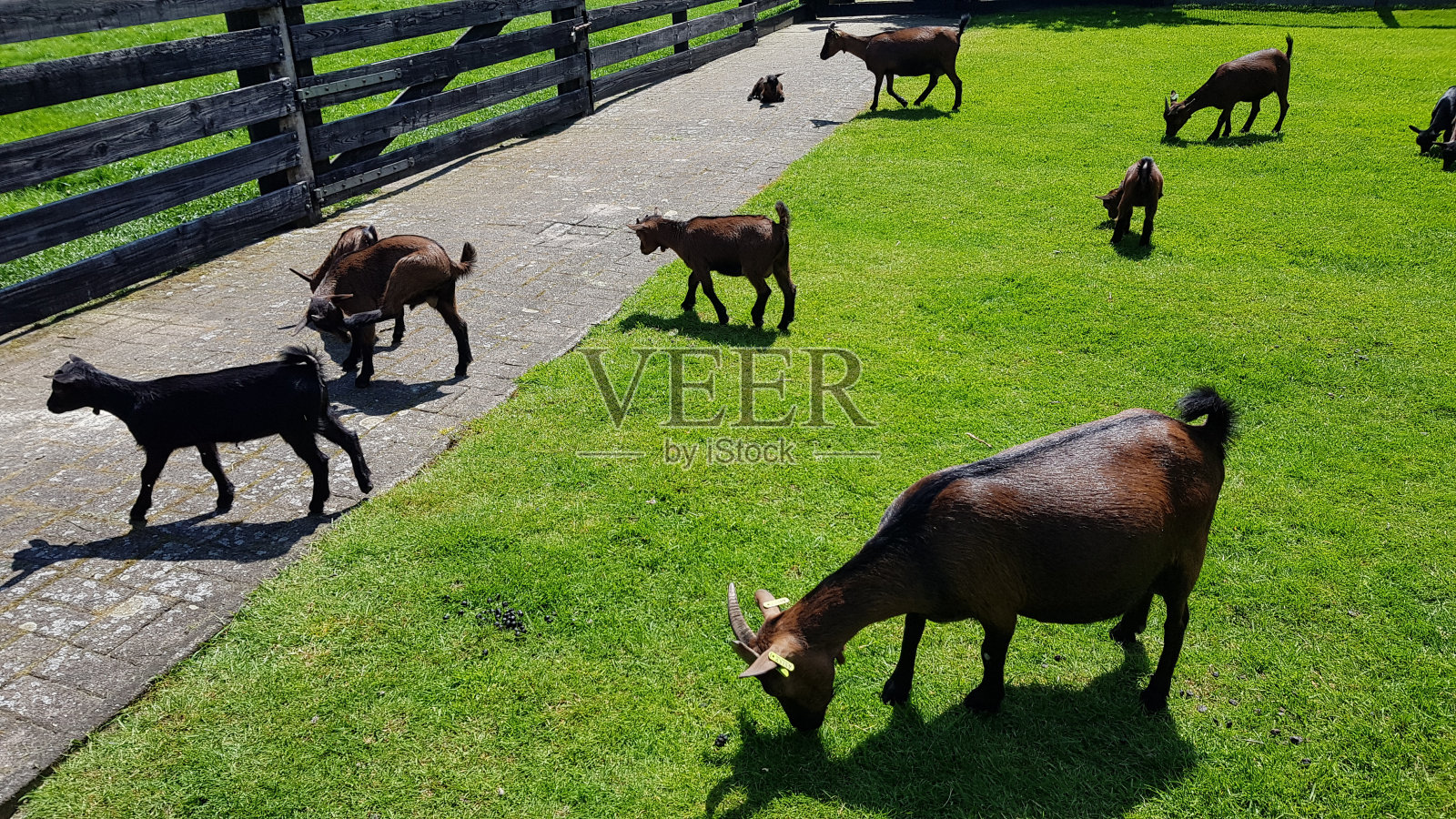 一群山羊在草地上照片摄影图片