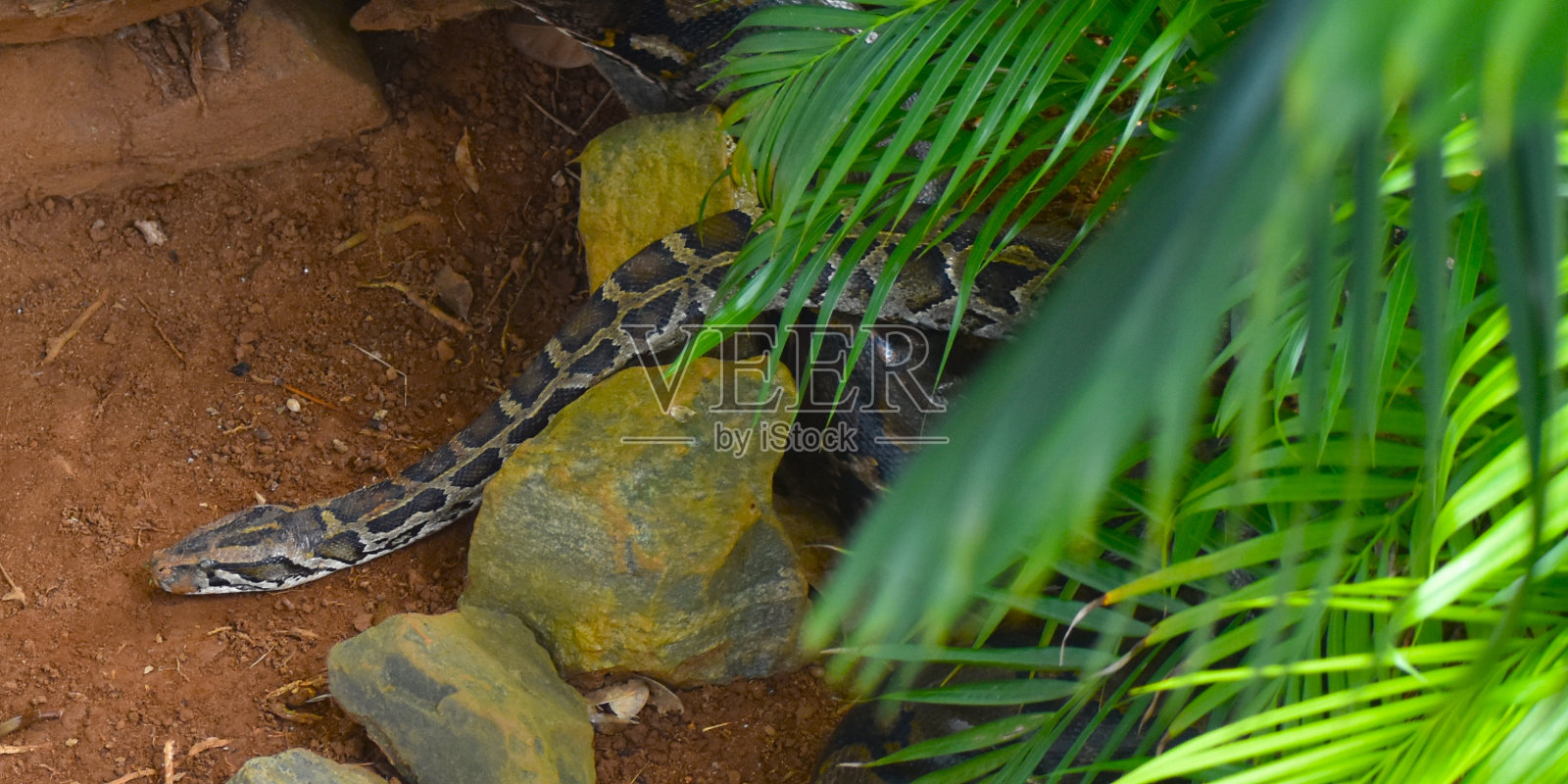 水蟒照片摄影图片