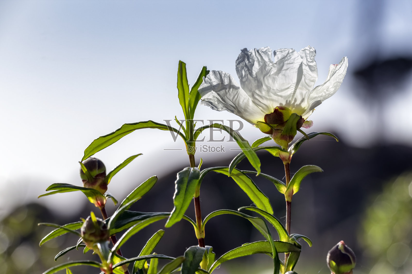 岩玫瑰照片摄影图片