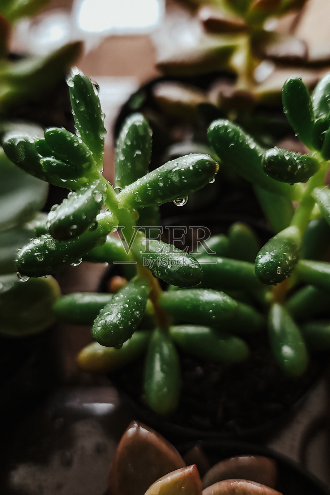 多汁，滴水照片摄影图片