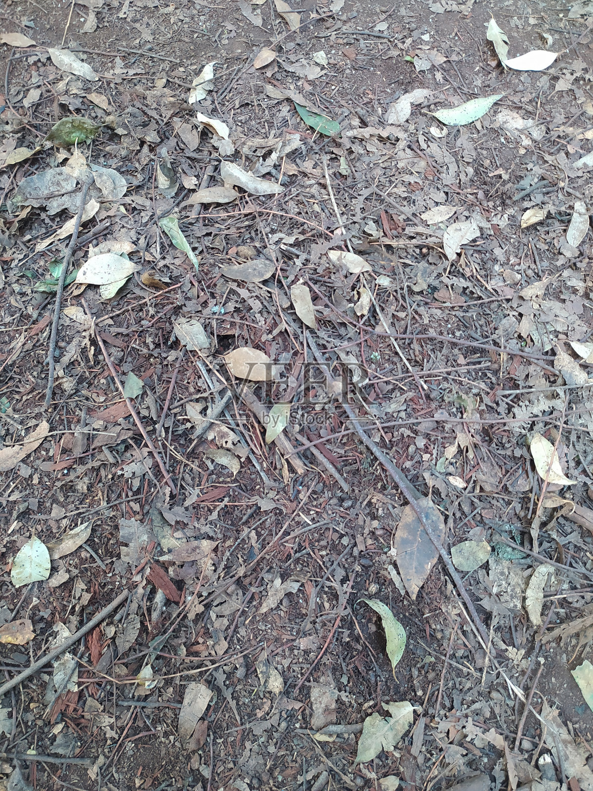 树叶和树枝在土壤上照片摄影图片