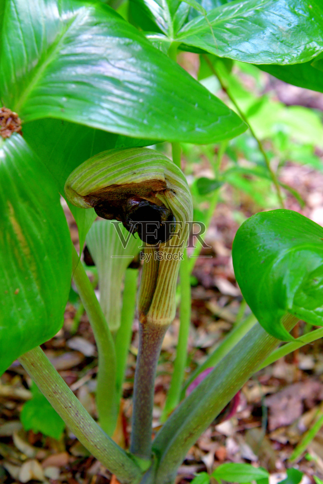伞柄芋：花与果照片摄影图片