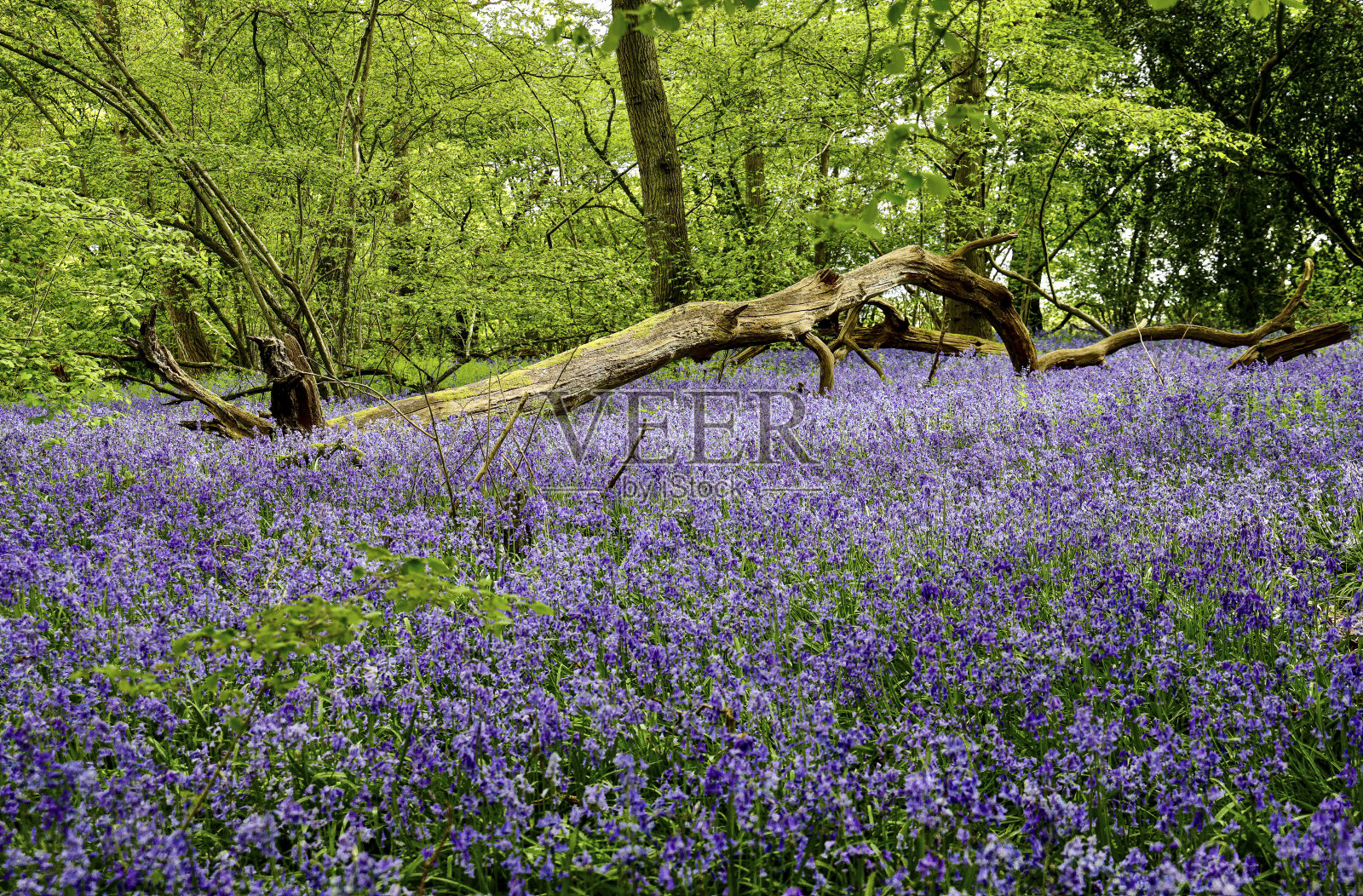 早春的蓝铃花地毯硬木山毛榉林照片摄影图片