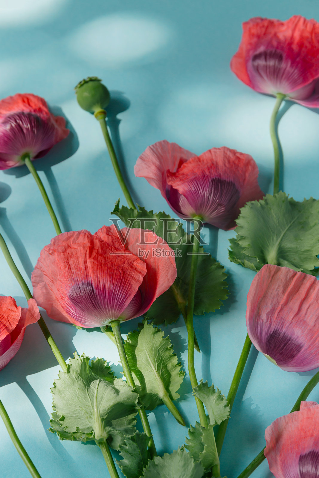 创造性的夏季作文由罂粟花花束在柔和的蓝色背景与阴影。美丽的花卉布局。自然的概念。前视图。平的。照片摄影图片