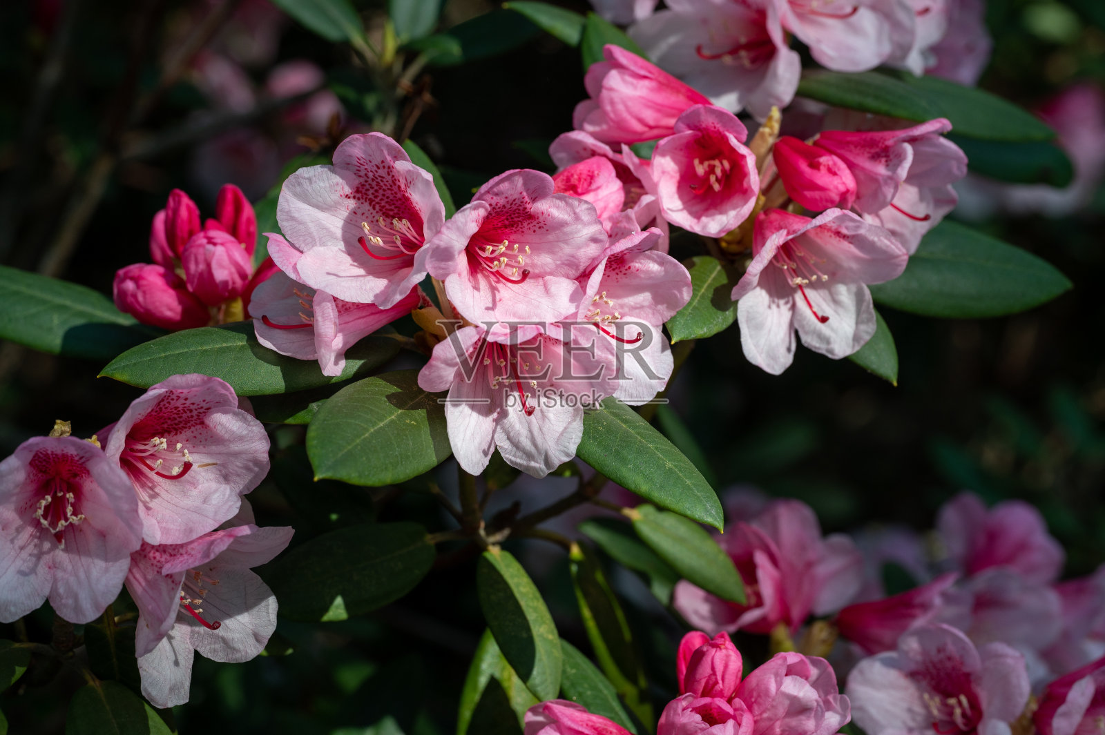 杜鹃花盛开的照片摄影图片