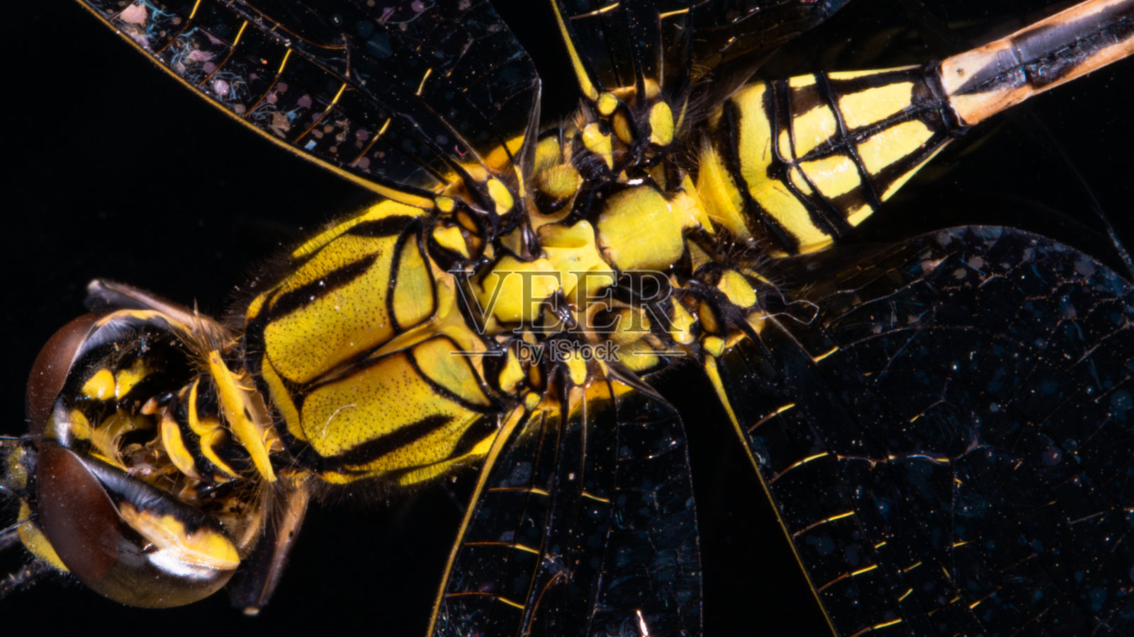 黑色背景的黄色蜻蜓照片摄影图片