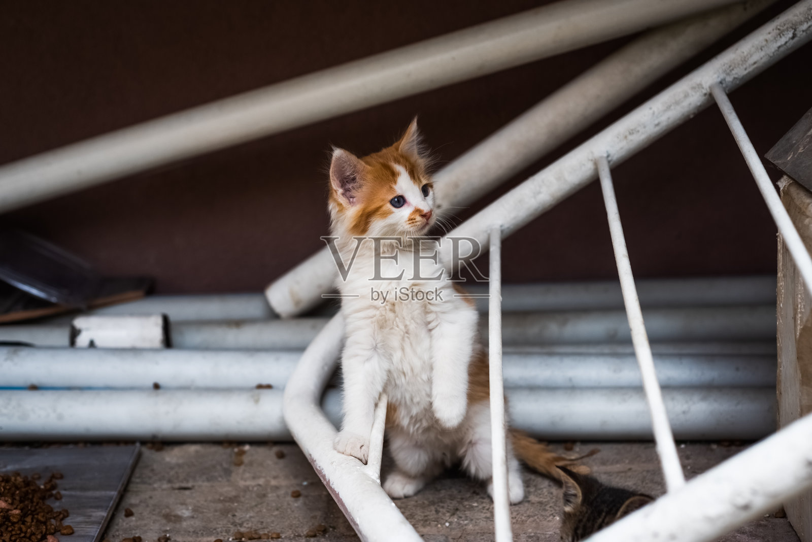 美丽的小红猫与蓝色的眼睛在街道背景。顽皮的猫。照片摄影图片
