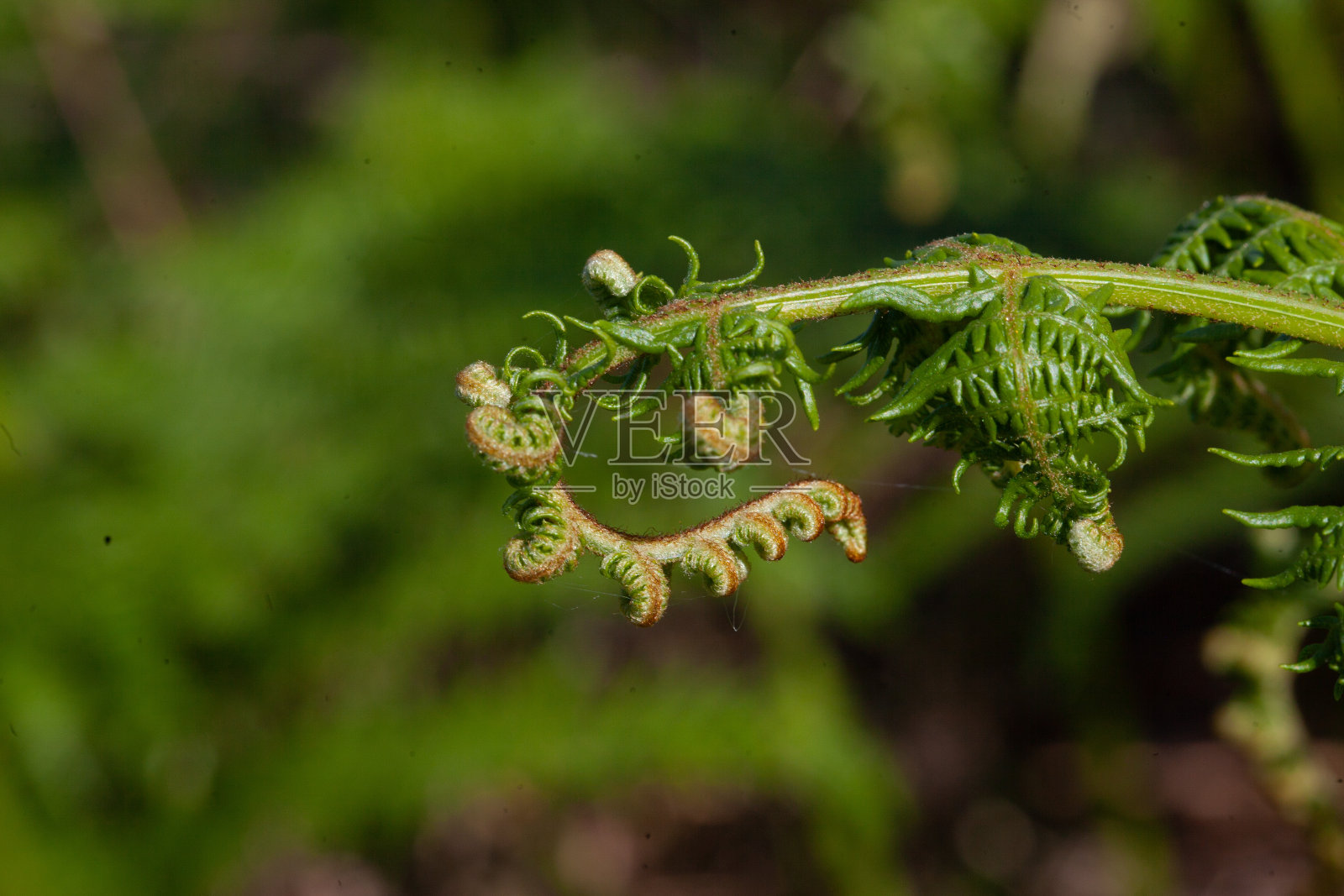 绿色的蕨类植物照片摄影图片