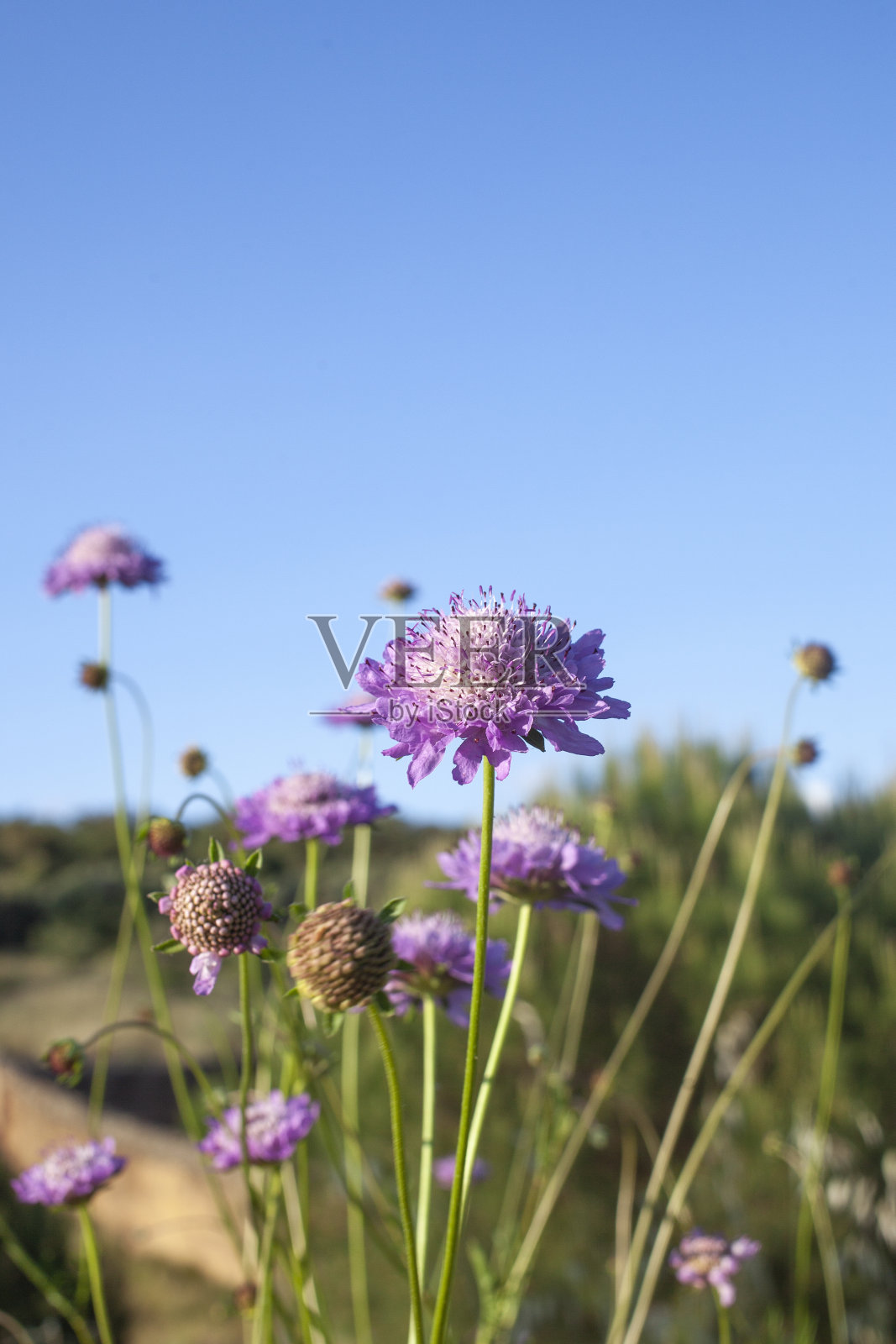野紫粉花与蓝天为背景。几朵粉红色的花组成了一个美丽的散焦散景背景。副本的空间。正直的形象。需要鲜艳色彩的墙纸照片摄影图片