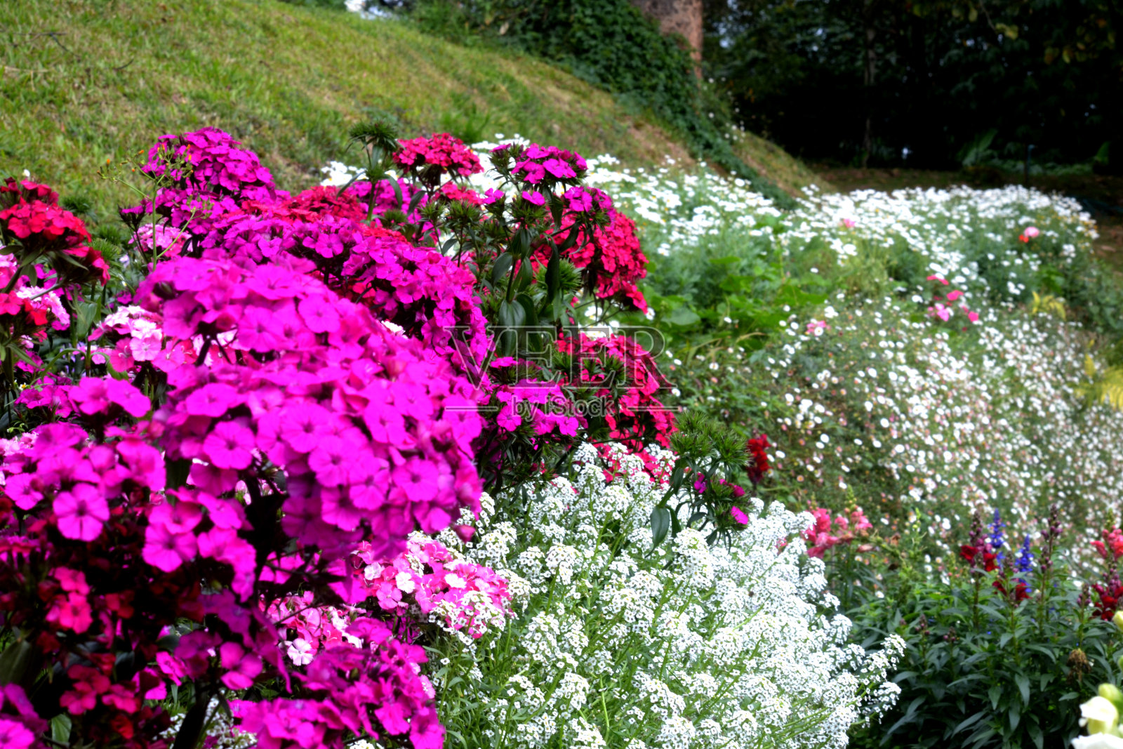 公园里山麓两旁盛开着五颜六色的鲜花。照片摄影图片