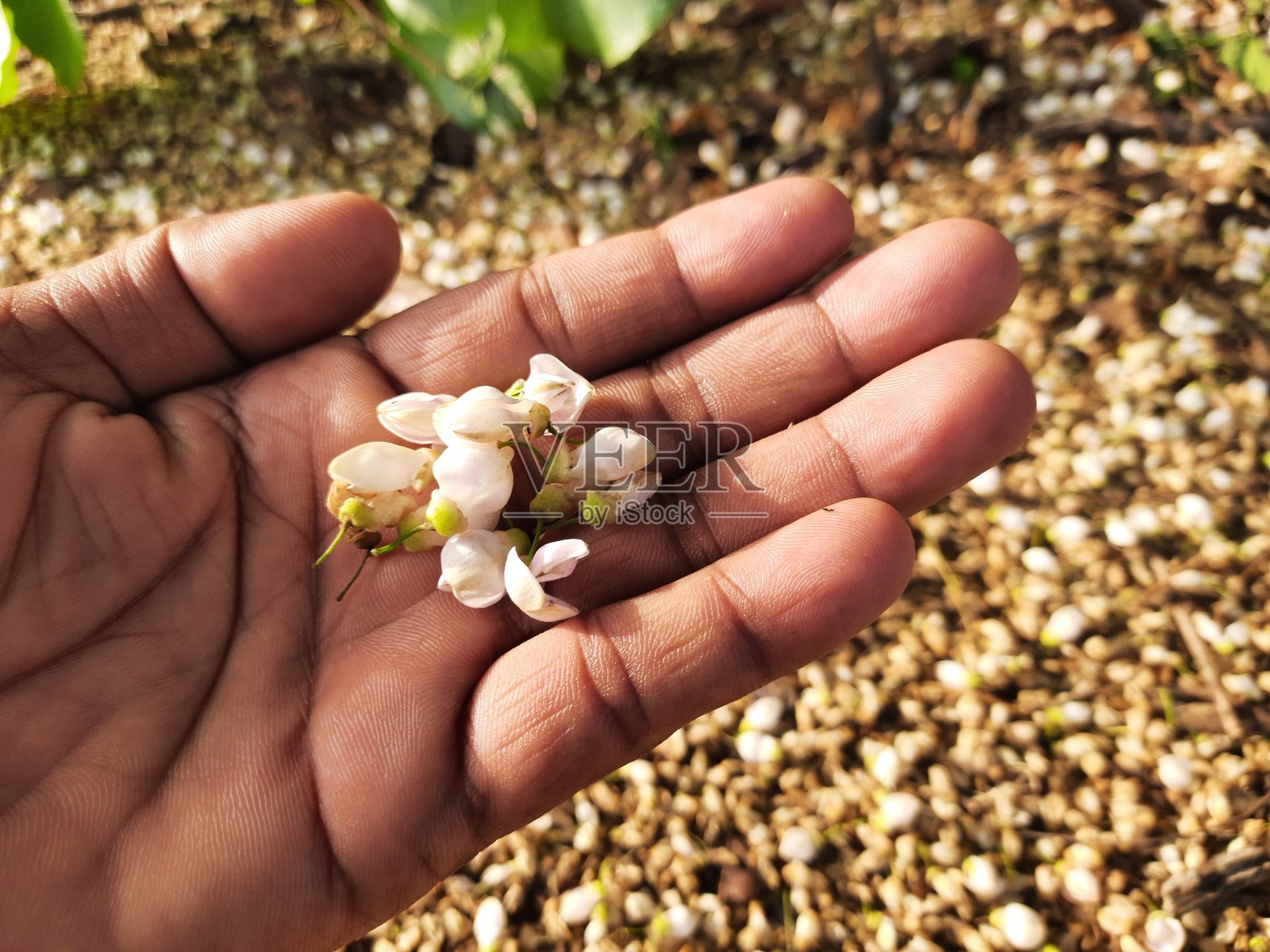 Millettia pinnata花。照片摄影图片