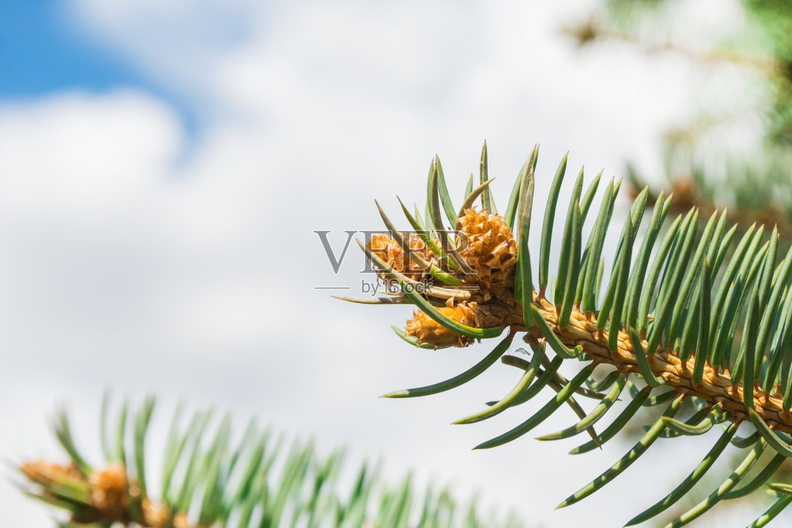 带着花蕾的蓝色圣诞树树枝。春天的蓝色圣诞树上长出了嫩芽照片摄影图片