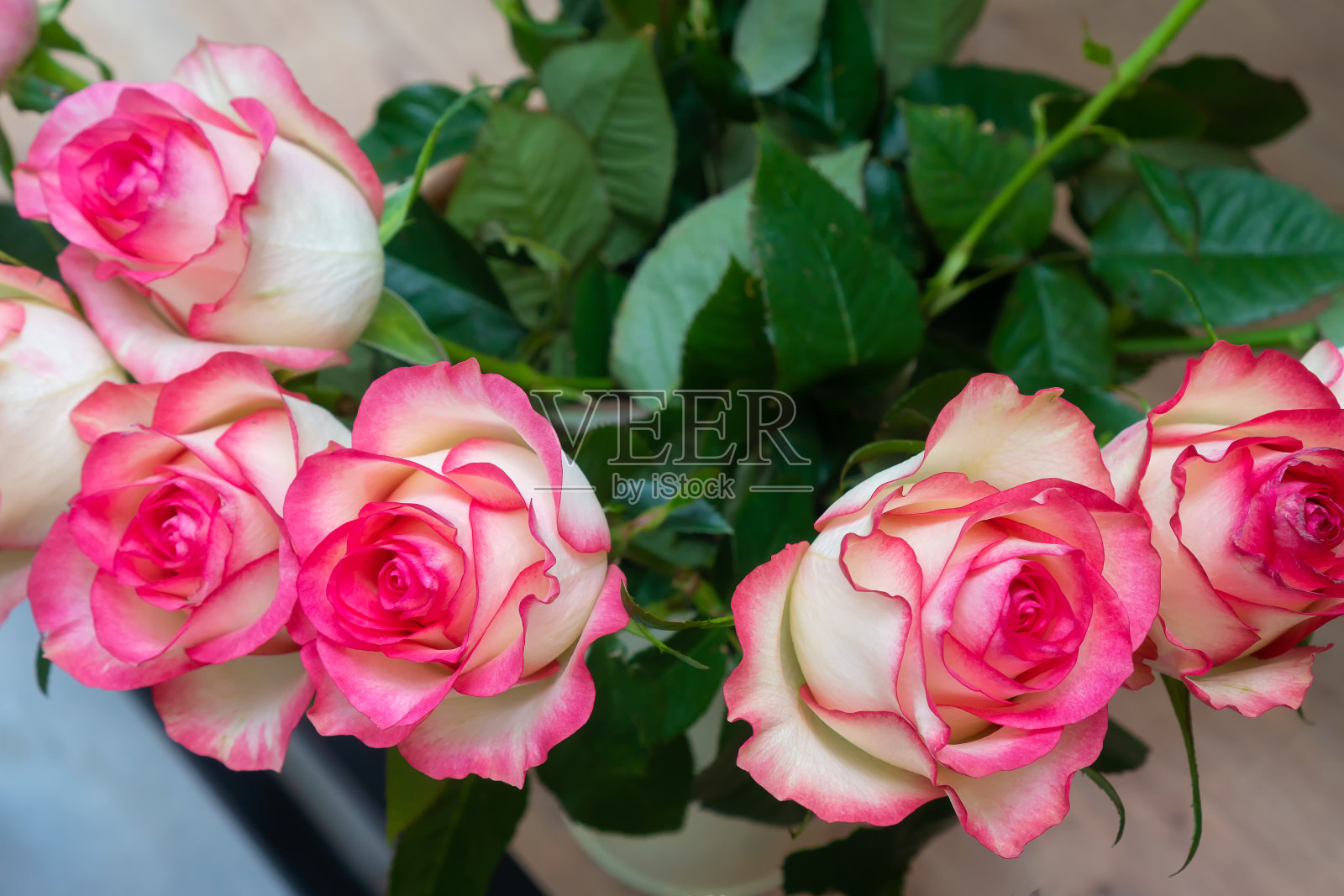 花店里有粉红色镶边的美丽白玫瑰。美丽明亮，丰富的玫瑰背景照片摄影图片