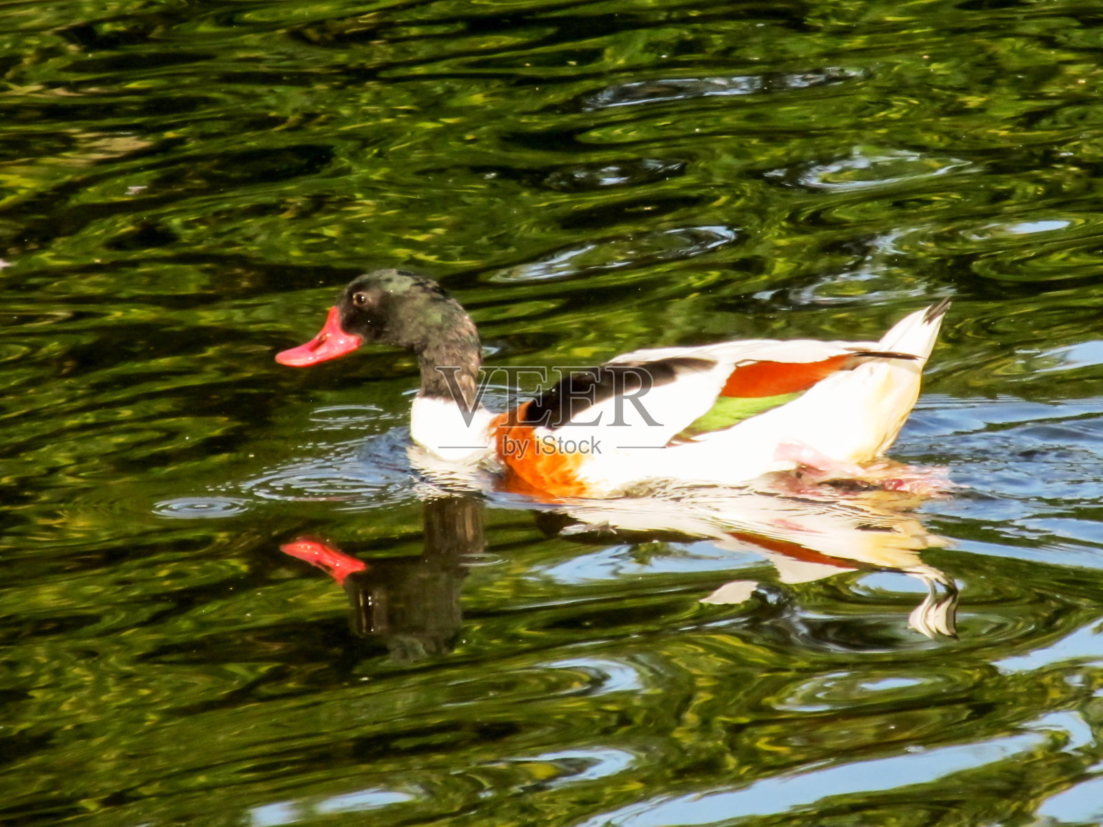 一只雄性的普通鸭，迟缓的迟缓，和它的倒影照片摄影图片