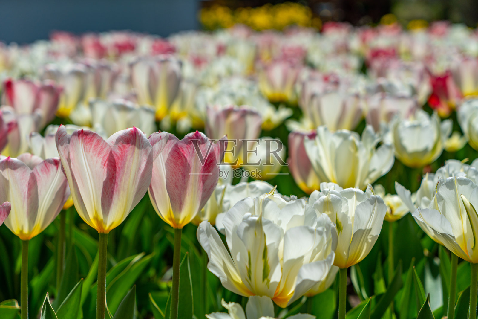 加拿大伊托比克的百年公园温室。照片摄影图片