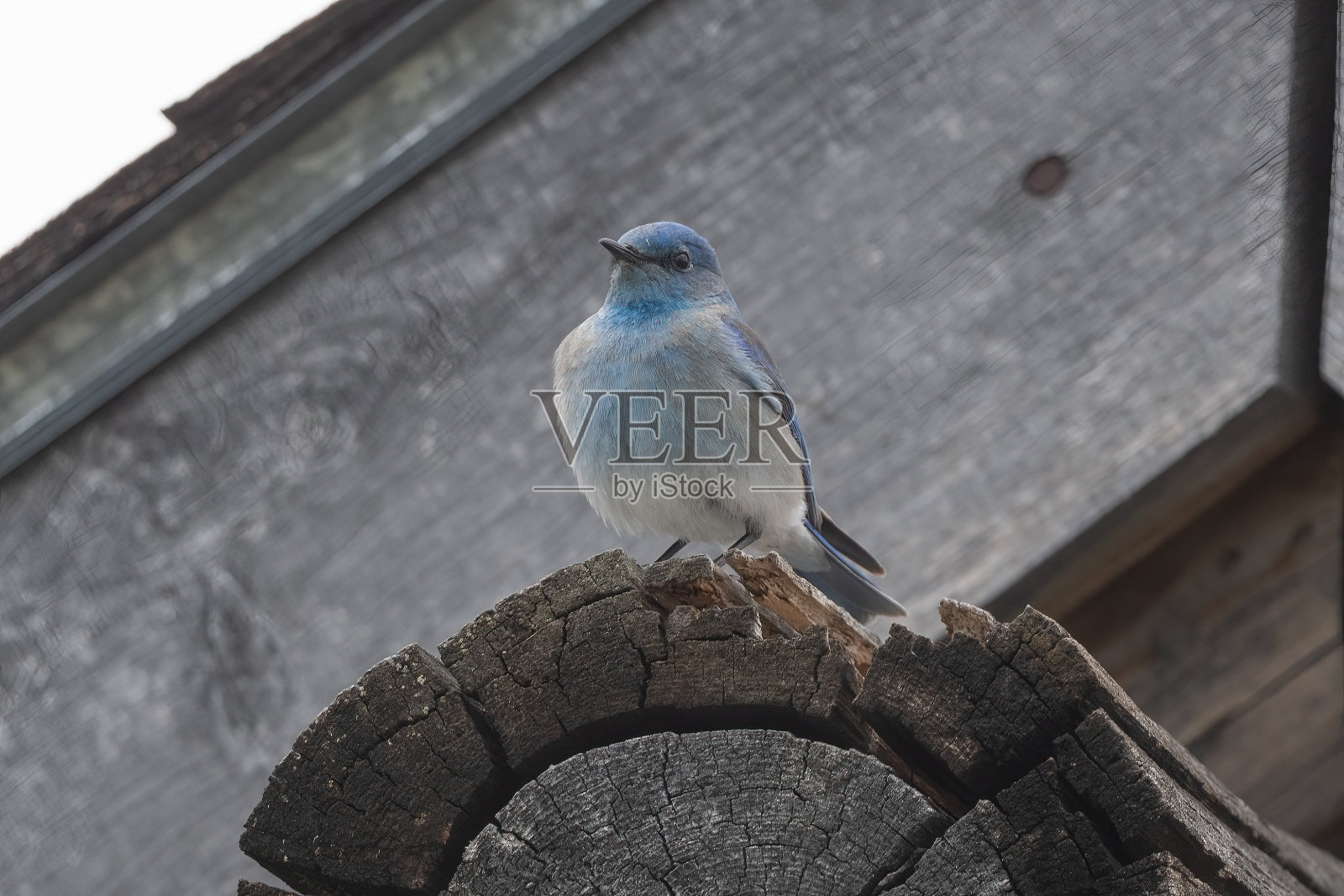 山蓝鸟栖息在屋顶的原木照片摄影图片