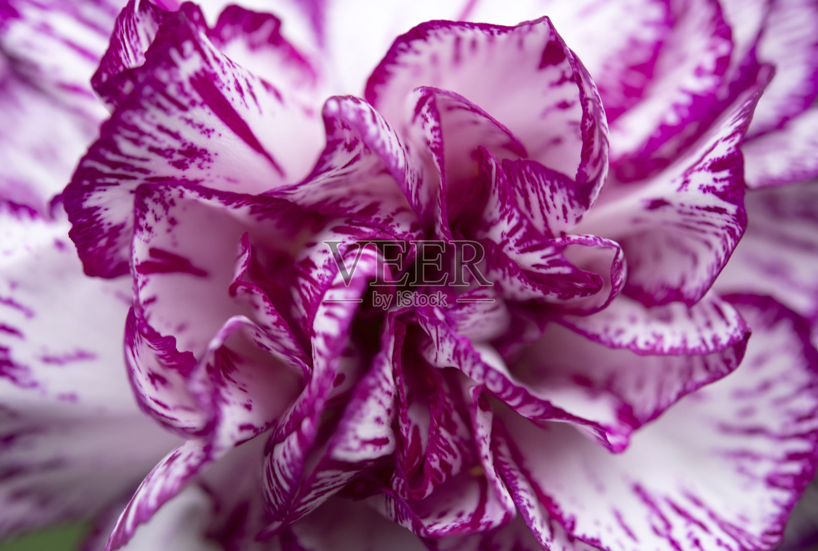 康乃馨在宏观照片摄影图片