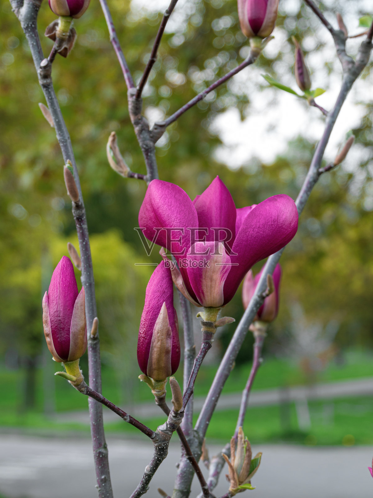 春日时分，白玉兰树枝上开着白色紫色的花，随风摇曳照片摄影图片