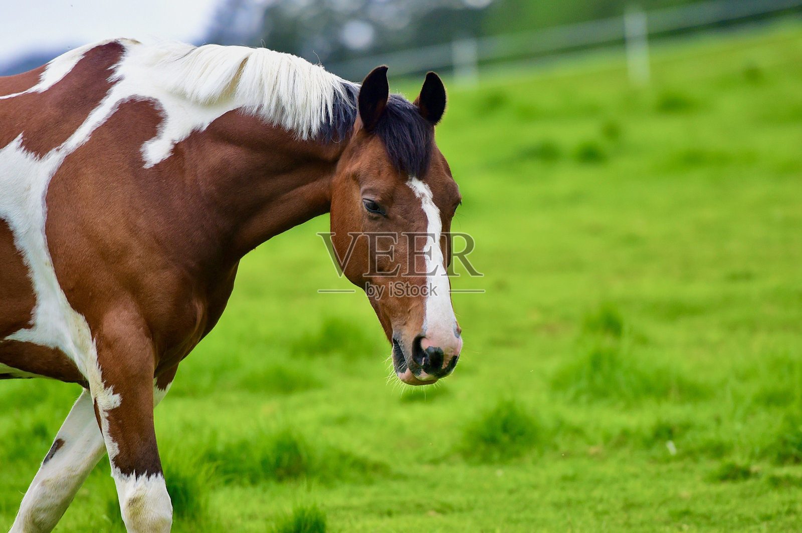 美丽的马吃草照片摄影图片