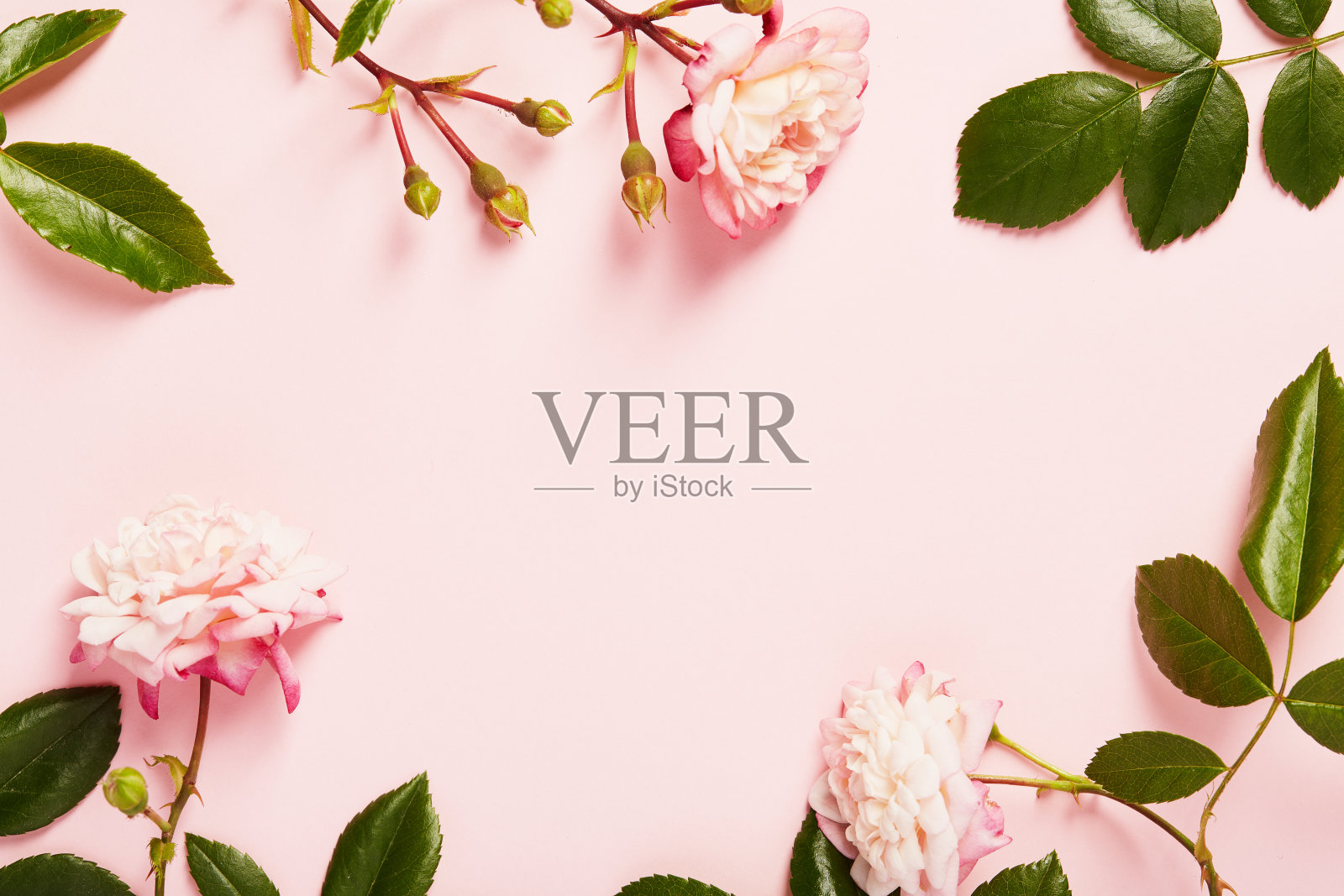 花组成。框架由玫瑰，树枝和花瓣在粉红色的背景。平铺俯视图与复制空间在中心照片摄影图片