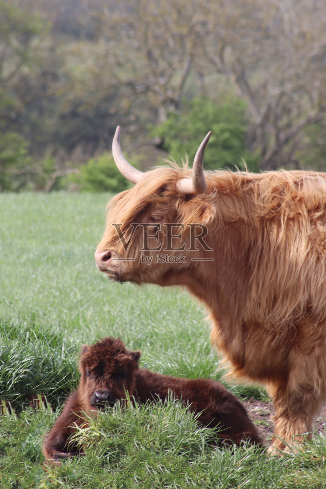 高地母牛和小牛照片摄影图片